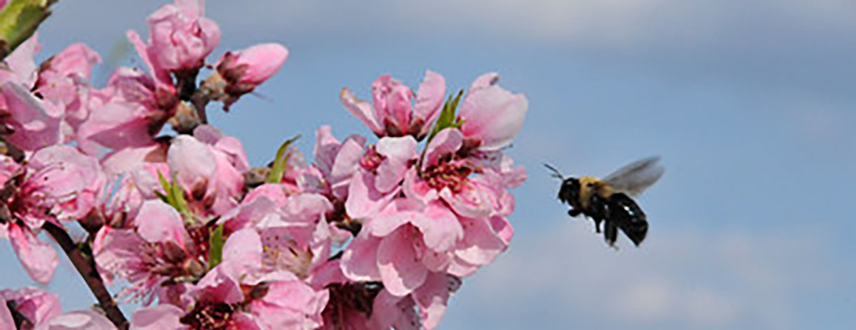 bumble bee visiting a peach tree