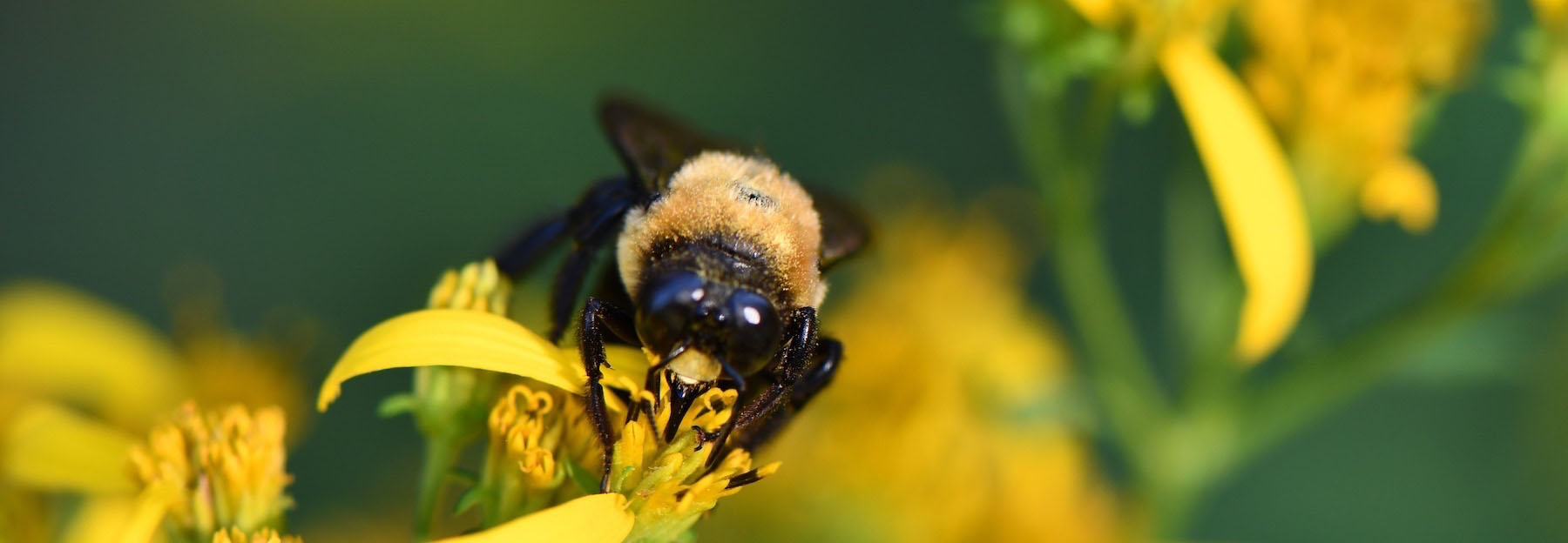 bumble bee on goldenrod