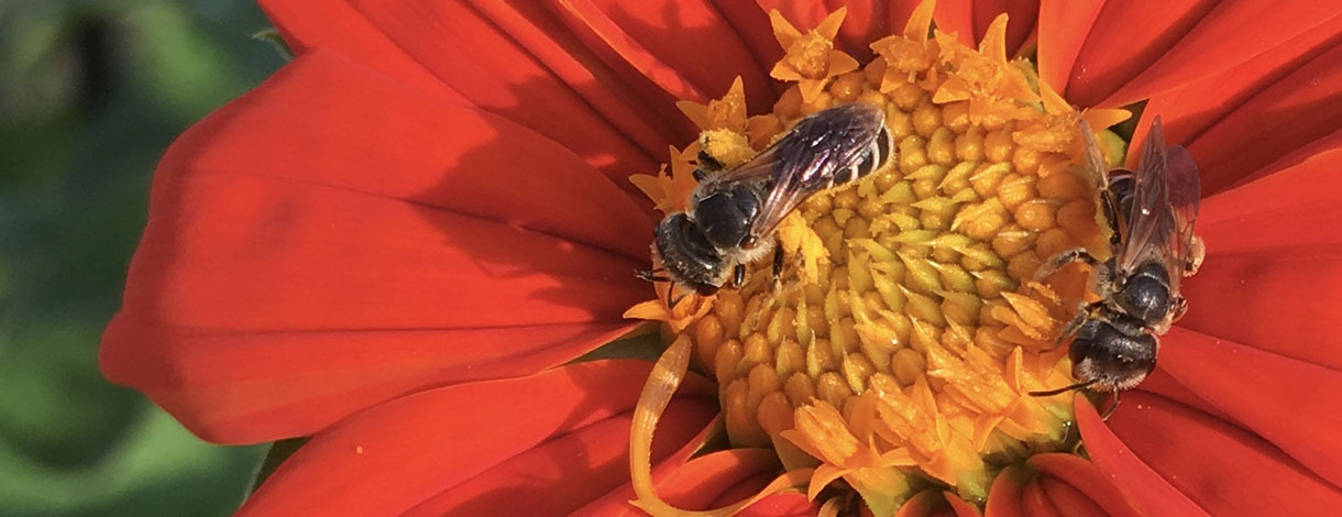sweat bees on mexican sunflower