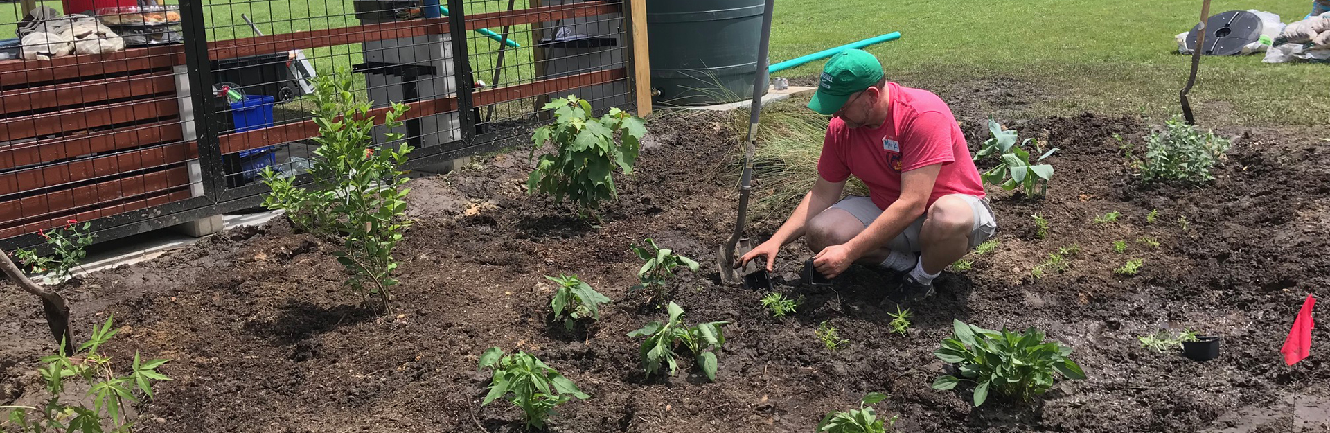 volunteer installing plants in a rain garden on a sunny day