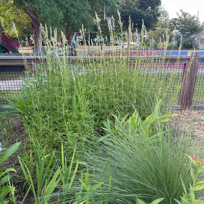 Rain garden demonstration site at Corrine Jones Community Garden