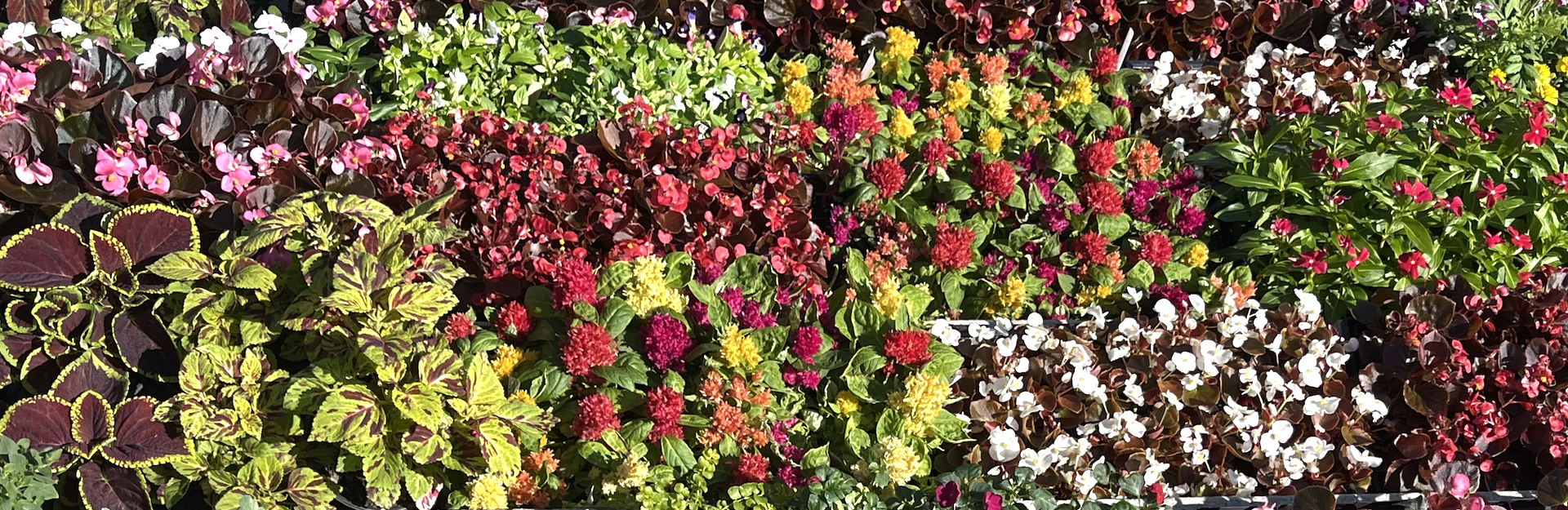 collection of plants at the SCFFA/SCAAE Plant Presentation Day