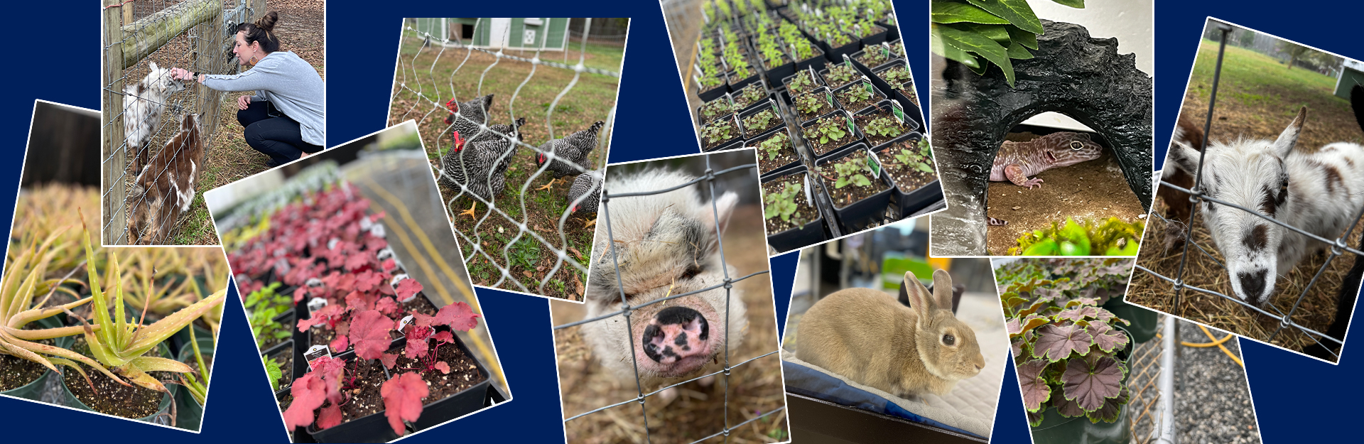 collage of images representing agricultural education subject-matter, chicken, pig, goat, rabbit and plants 
