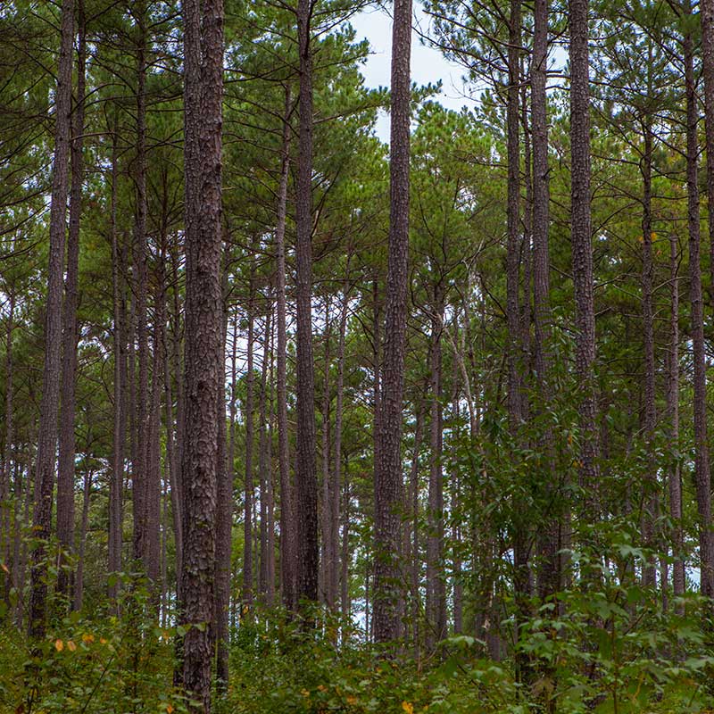 trees in a forest