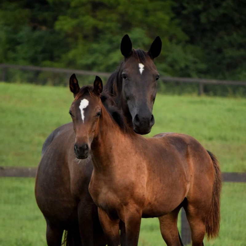 2 horses in a field