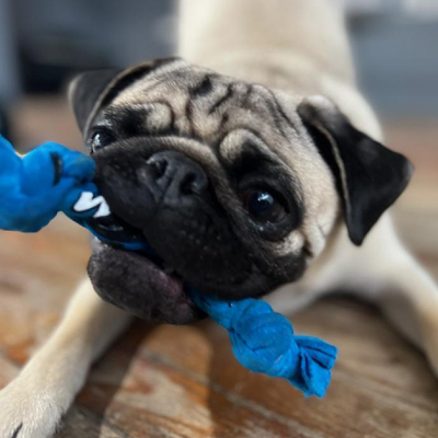 pug holding a dog toy in it's mouth