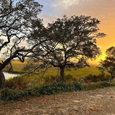 oak trees on the edge of marsh at the sc ffa camp