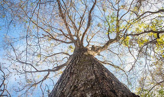 Black Oak tree