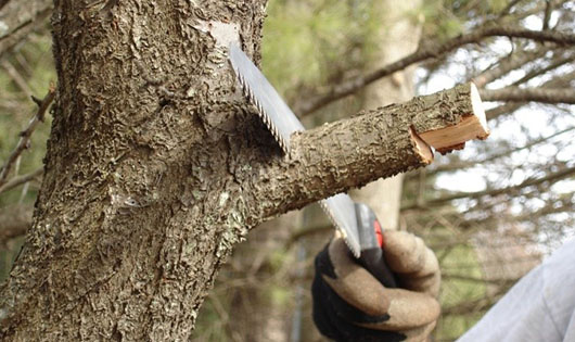 Saw cutting a tree branch