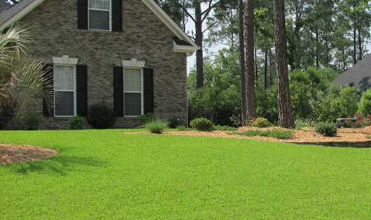 turfgrass in front yard