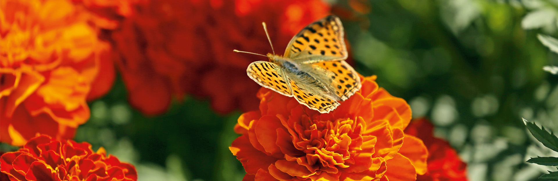 hands arranging orange flowers