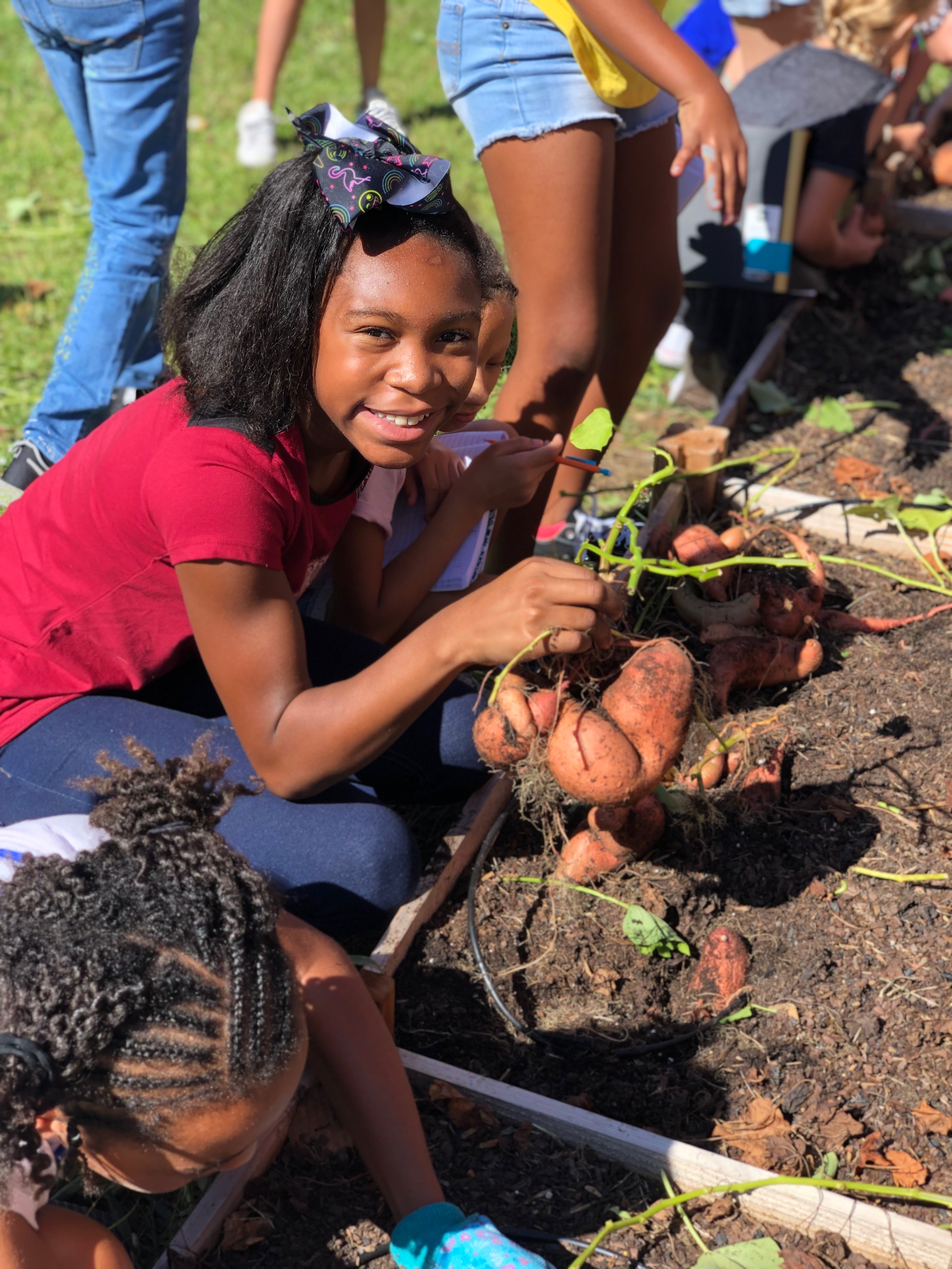 girl picking sweet potatoes