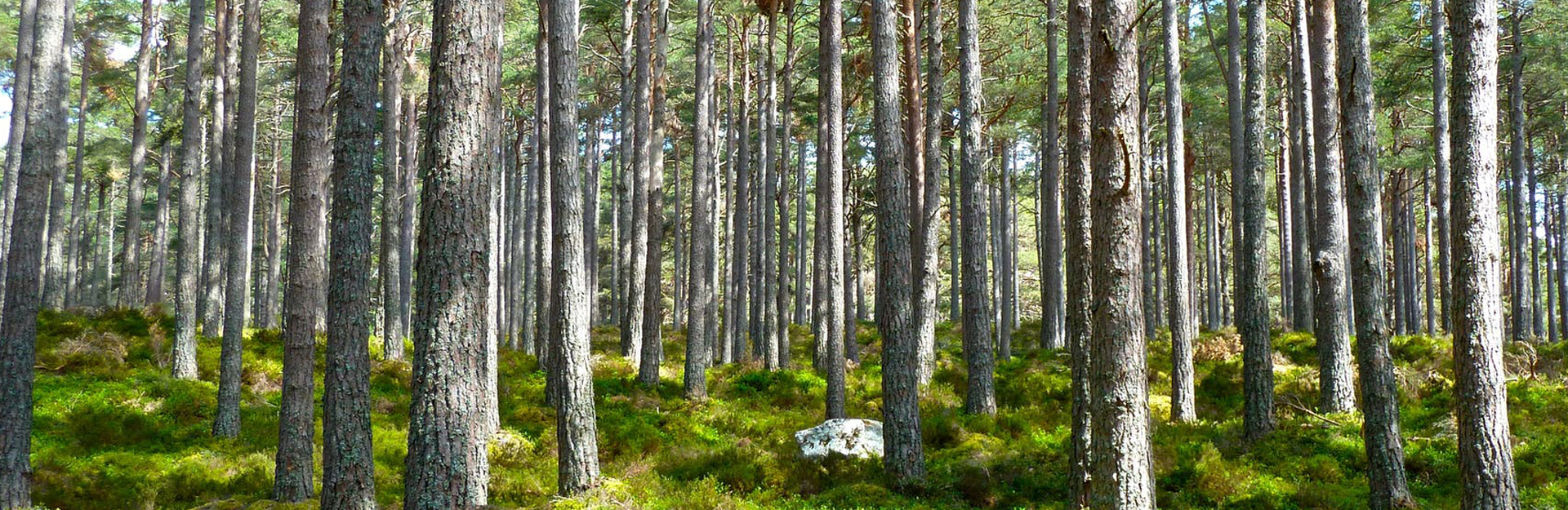 forest floor with rows of pine tree trunks and underbrush