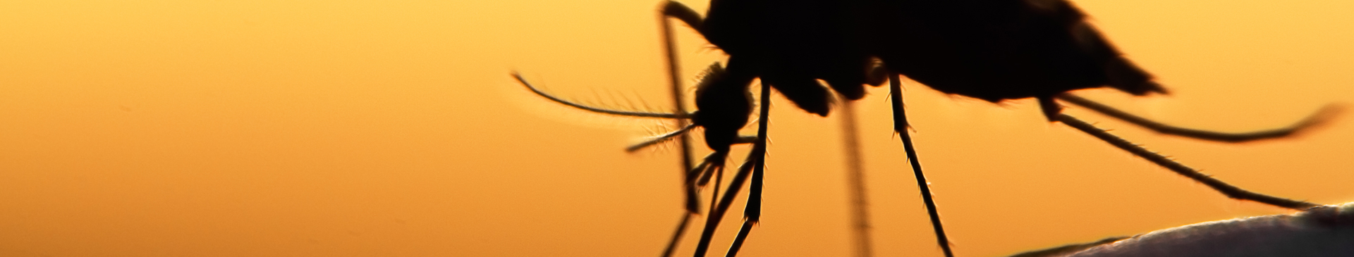 close up of mosquito against an orange background