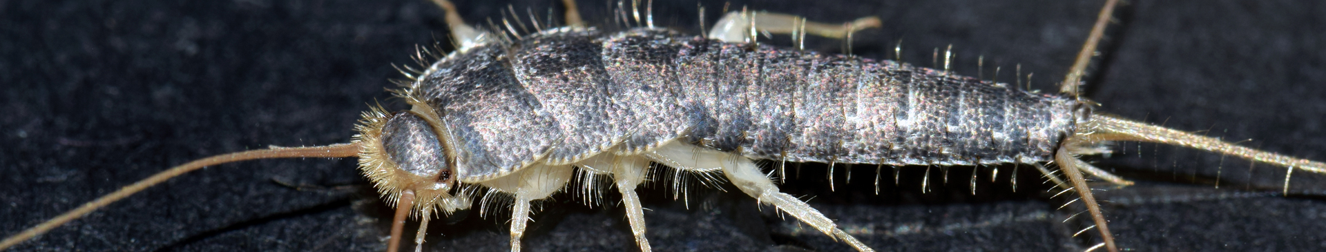 close up of silverfish