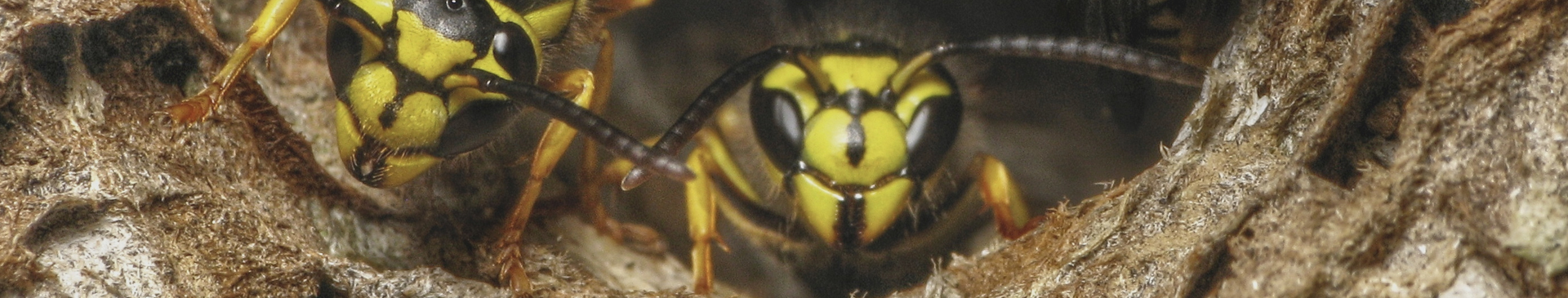 close up of southern yellow jackets