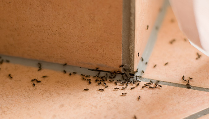 ants on a kitchen counter