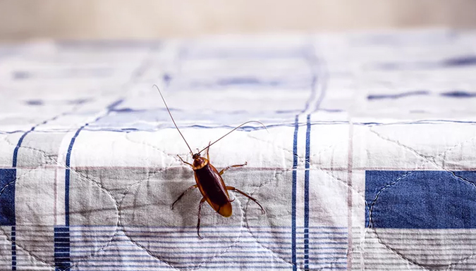 cockroach crawling on bedding