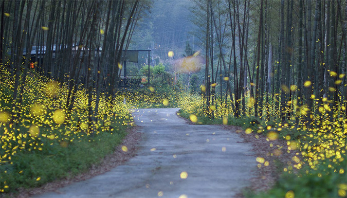 fireflies