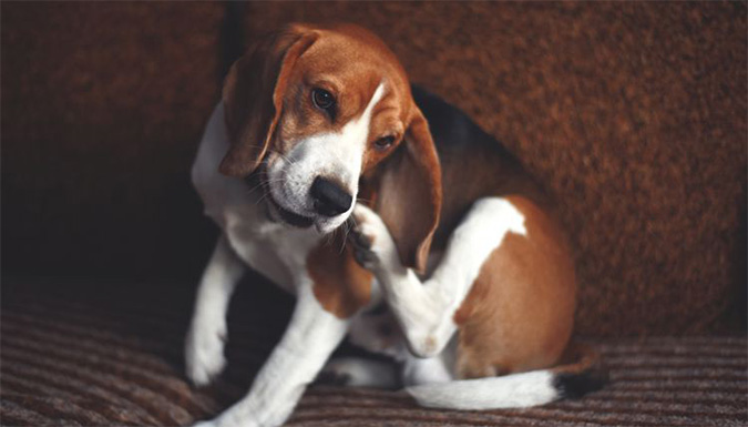 dog with flea