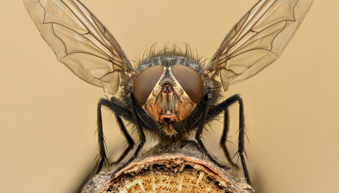 close up of house fly