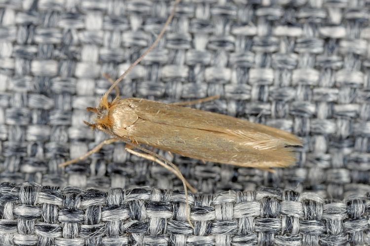 moth on rug