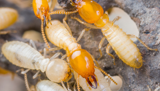 close up of termites