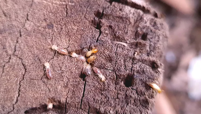 termites on wood