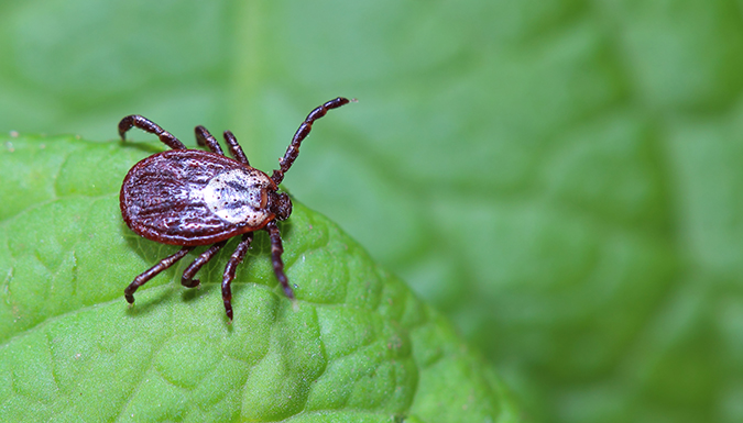 close up of a tick on a green leaf