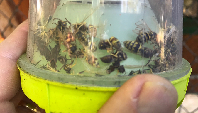 wasps in container