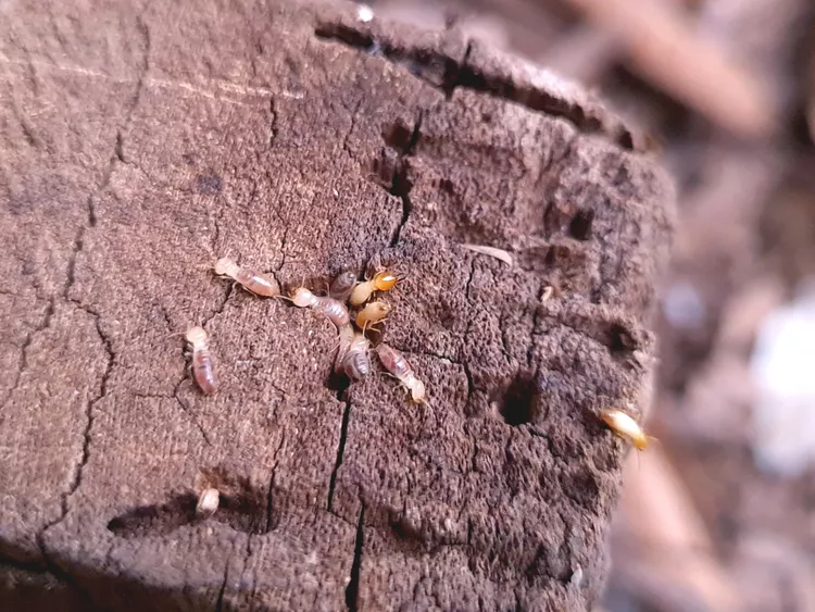 termites on wood