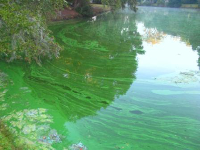 cyanobacteria bloom