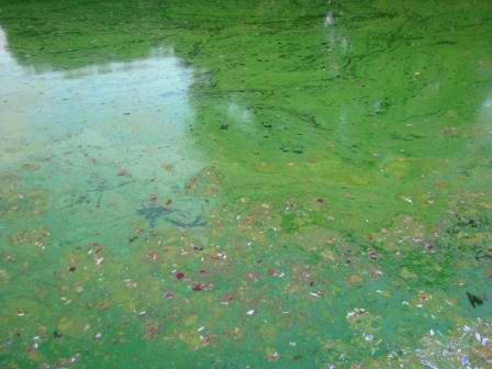 Small fish dying from cyanobacteria bloom