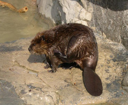 american beaver