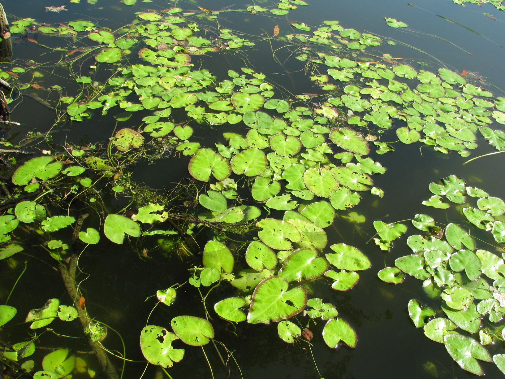 Crested Floating Heart (Nymphoides cristata)