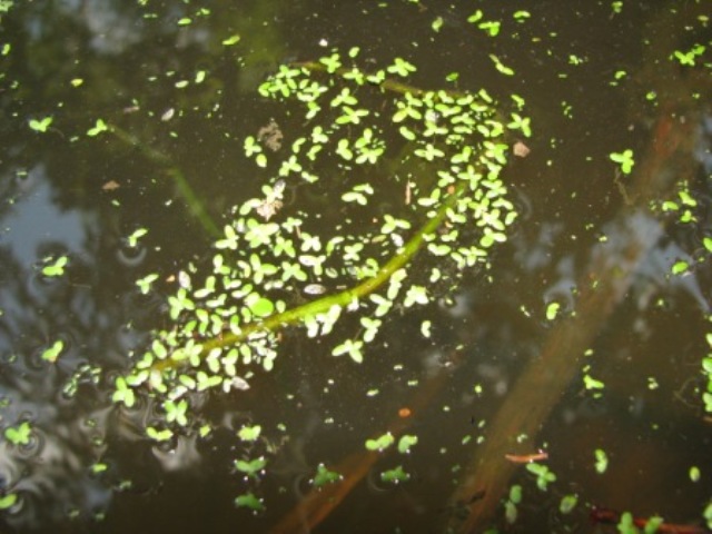 duckweed