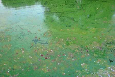 algae bloom