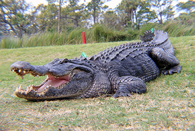 The American alligator on Fripp Island after being released