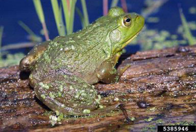 american bullfrog