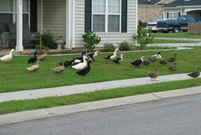 ducks on a lawn in a residential area