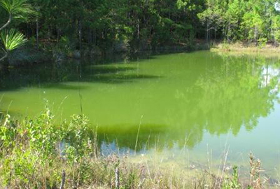 green pond