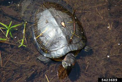 red eared slider