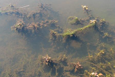 submerged weeds