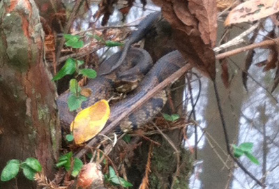 water moccasin