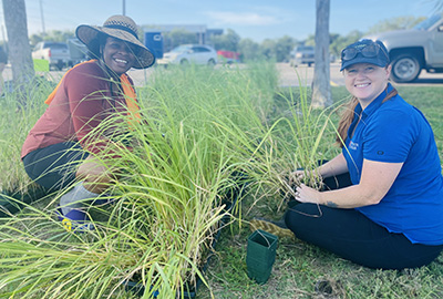 Water Resource Extension Agents prepare plants for a community-based salt marsh restoration