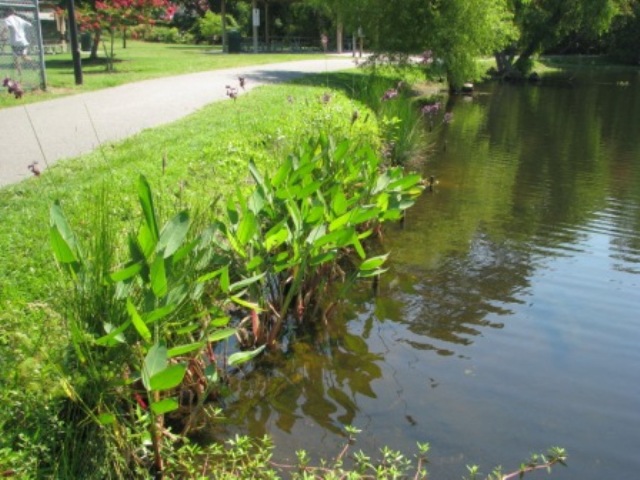 shorescape using native wetland plants