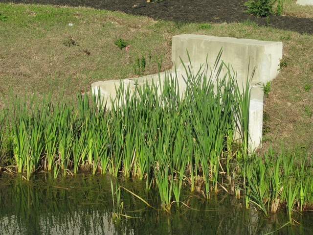 overgrown outfall