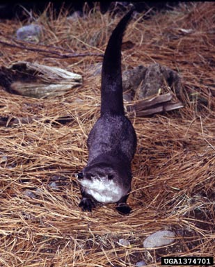 adult river otter
