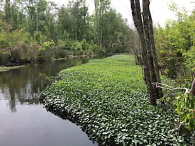 mixed sprawling emergent plants