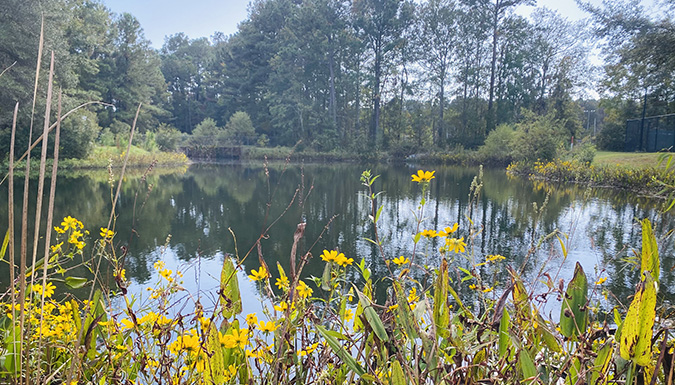 view of stormwater pond surrounded be yellow flowers
